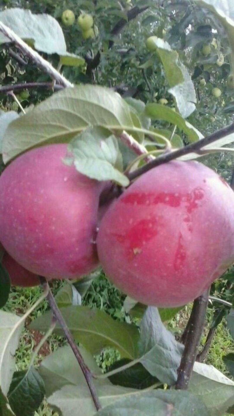 盐源丑苹果