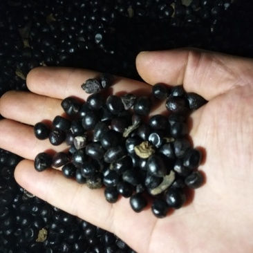 油牡丹籽