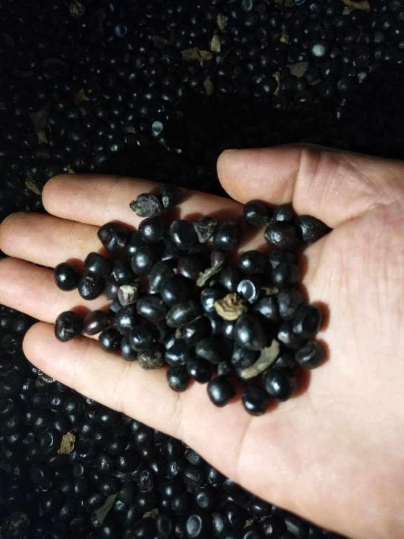 油牡丹籽