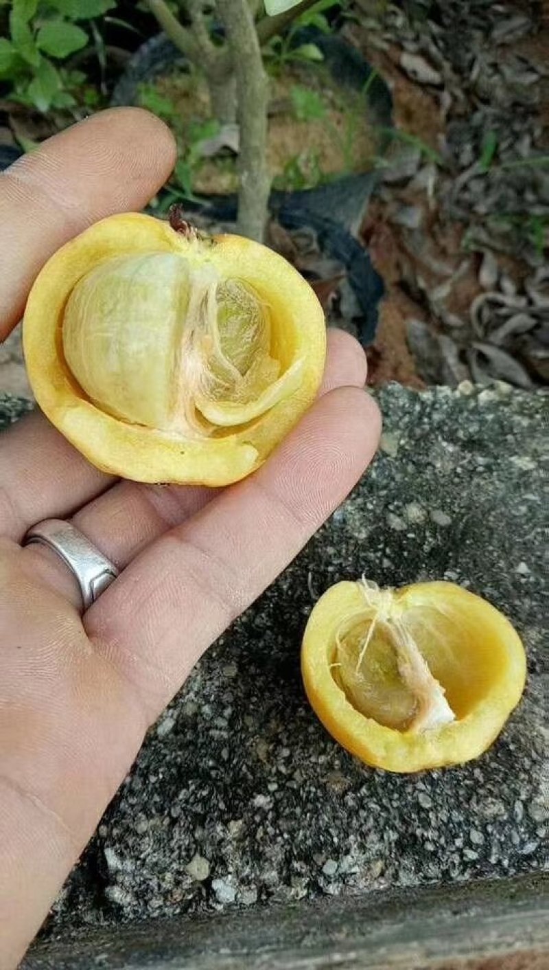 优质黄金山竹苗，岭南山竹苗，泰国山竹苗，基地批发放心苗