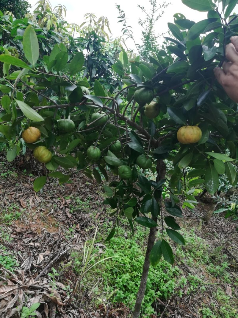 优质黄金山竹苗，岭南山竹苗，泰国山竹苗，基地批发放心苗