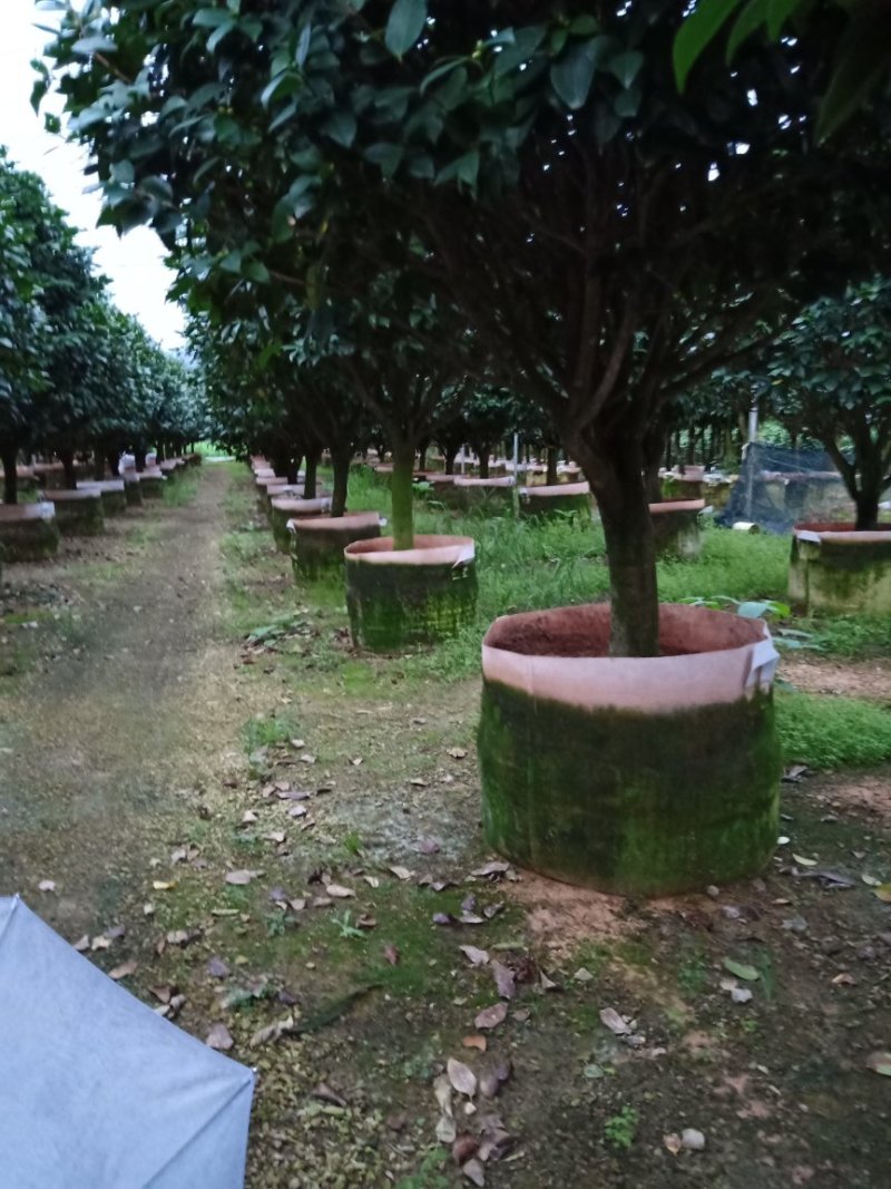 产地直销批发精品带苞大香水茶花
