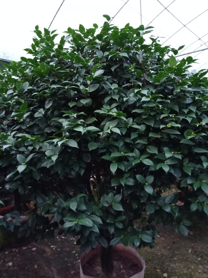 产地直销批发精品带苞大香水茶花