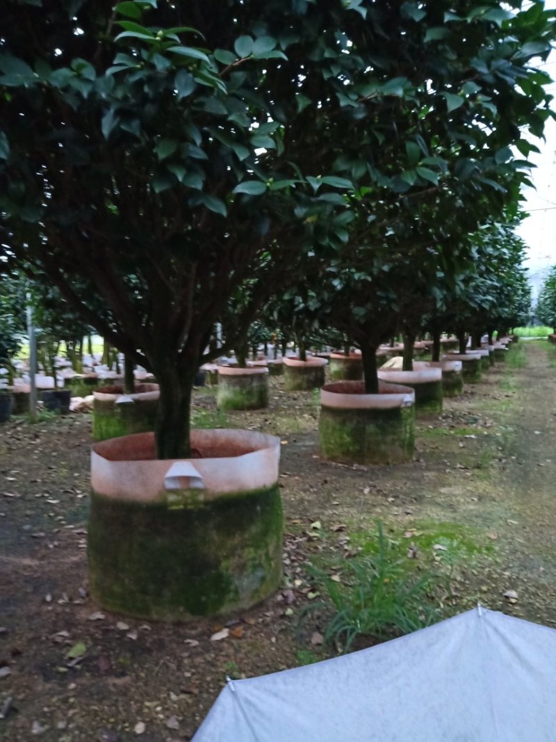 产地直销批发精品带苞大香水茶花