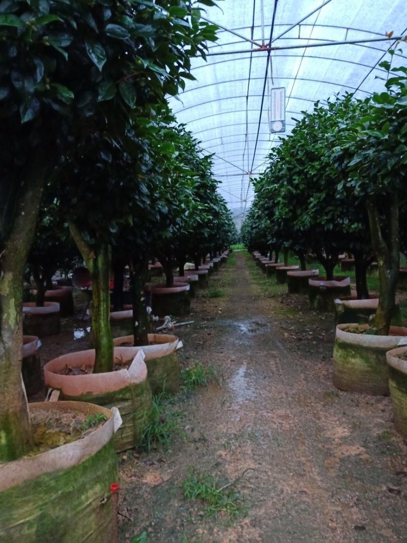 产地直销批发精品带苞大香水茶花