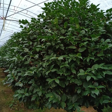 产地直销批发精品带苞大香水茶花
