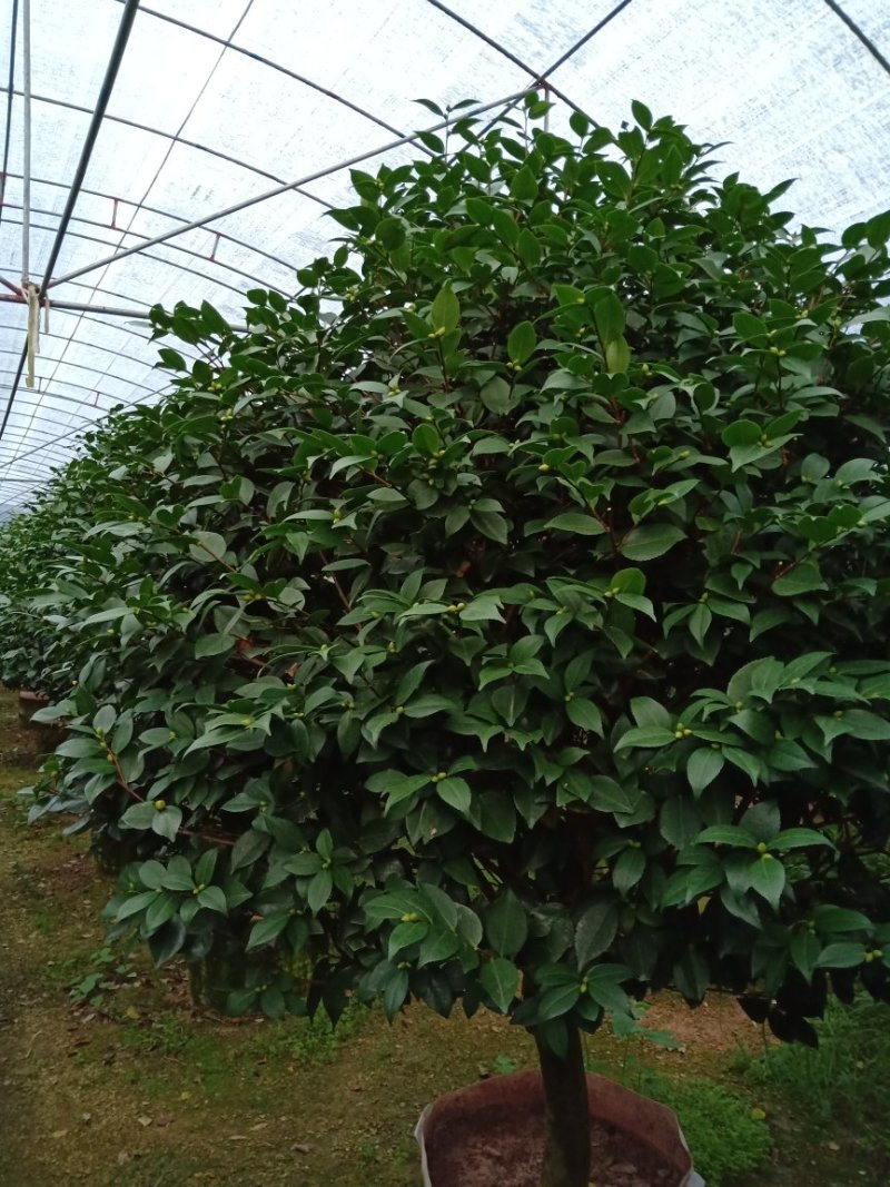 产地直销批发精品带苞大香水茶花