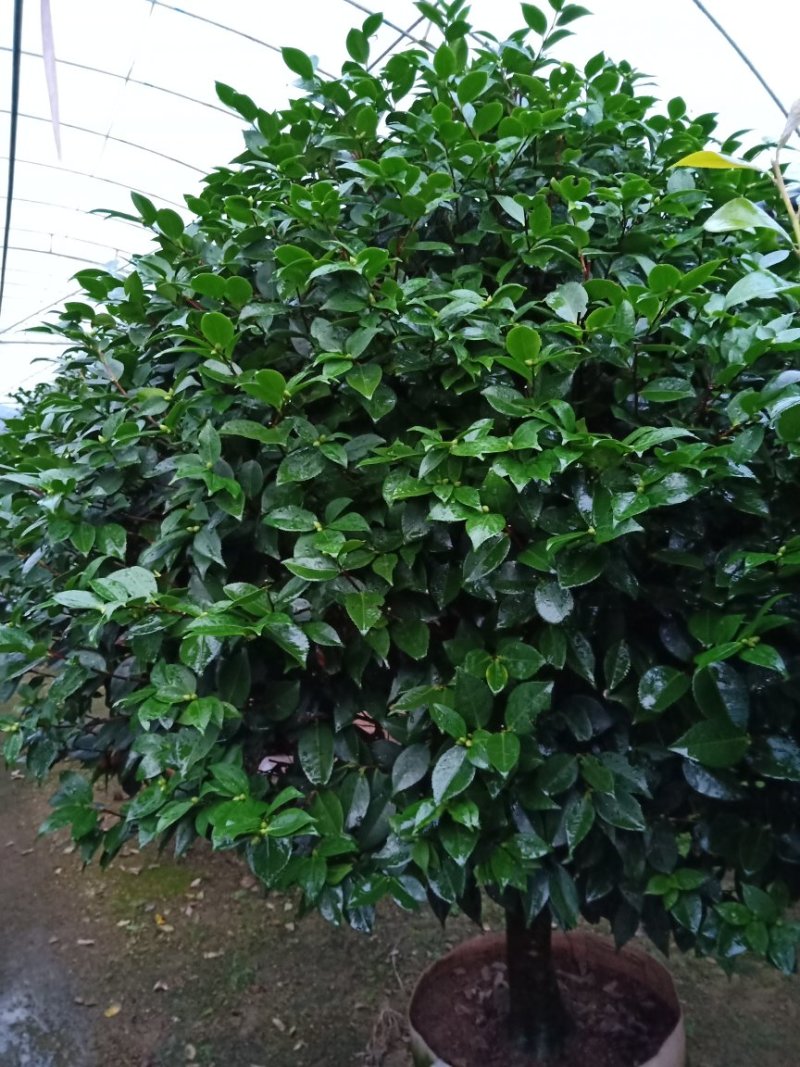 产地直销批发精品带苞大香水茶花