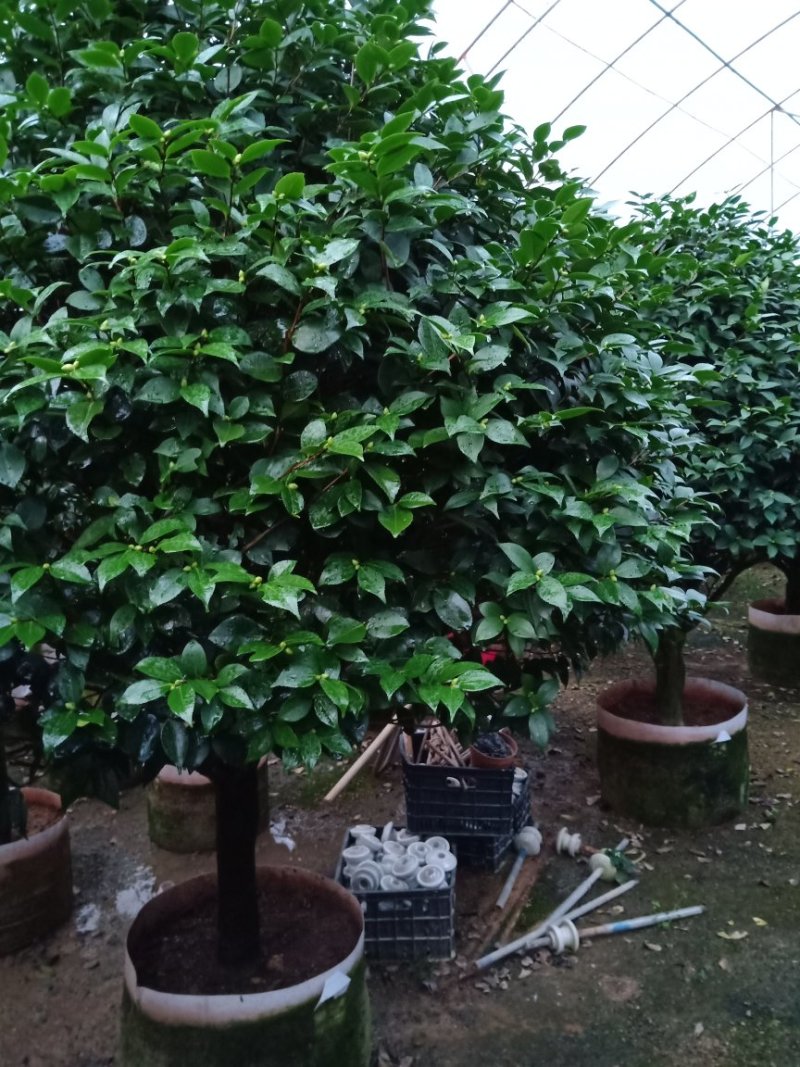 产地直销批发精品带苞大香水茶花