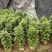 基地直销批发老盆南方红豆杉