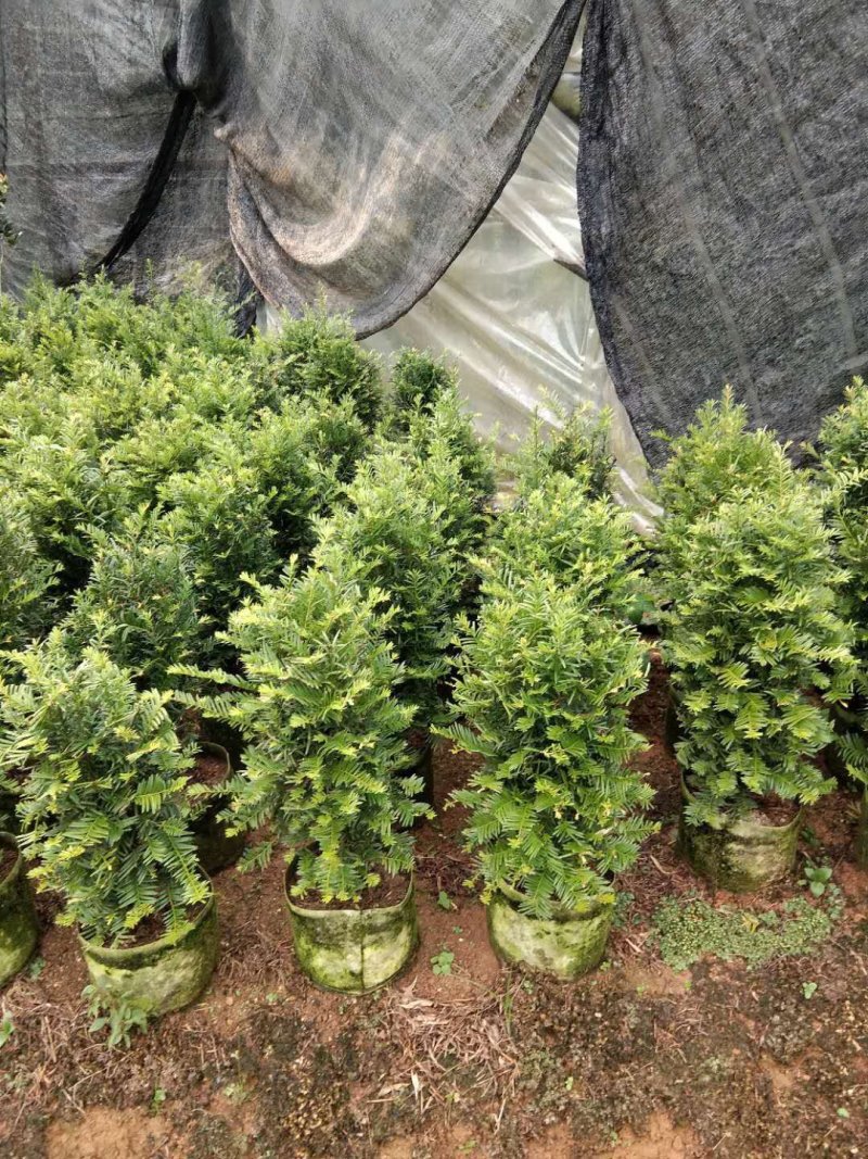 基地直销批发老盆南方红豆杉