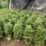 基地直销批发老盆南方红豆杉