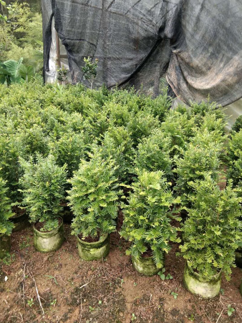 基地直销批发老盆南方红豆杉