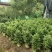 基地直销批发老盆南方红豆杉