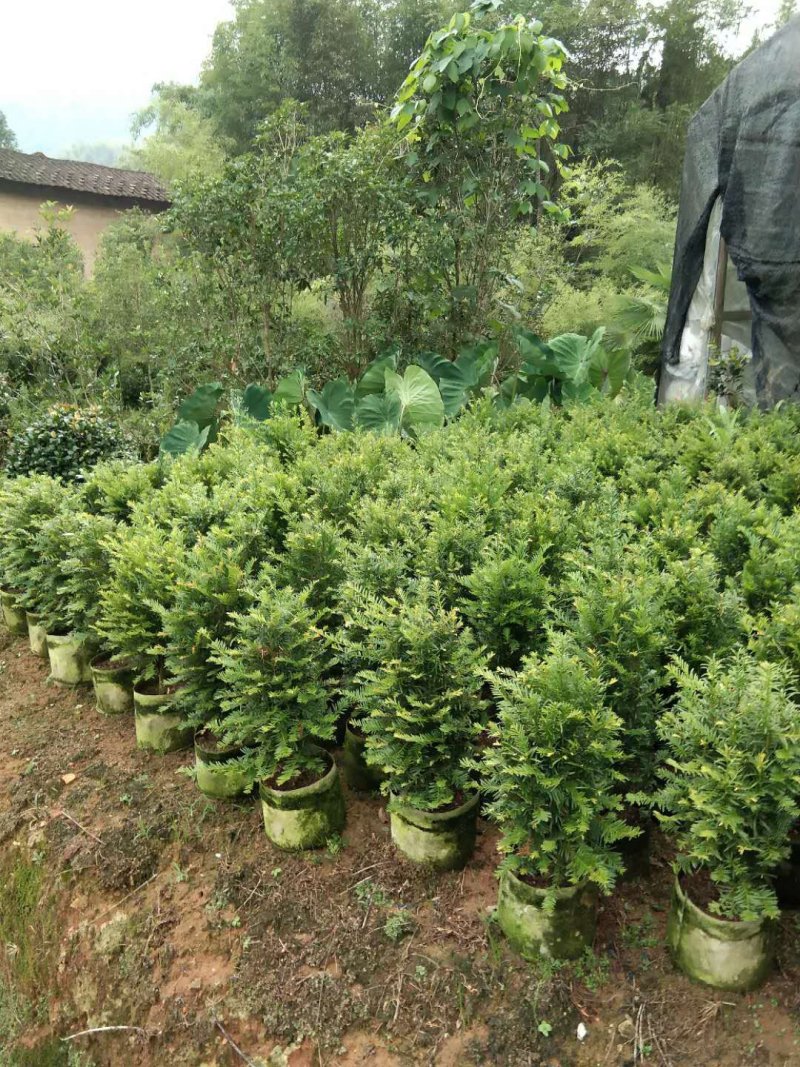 基地直销批发老盆南方红豆杉