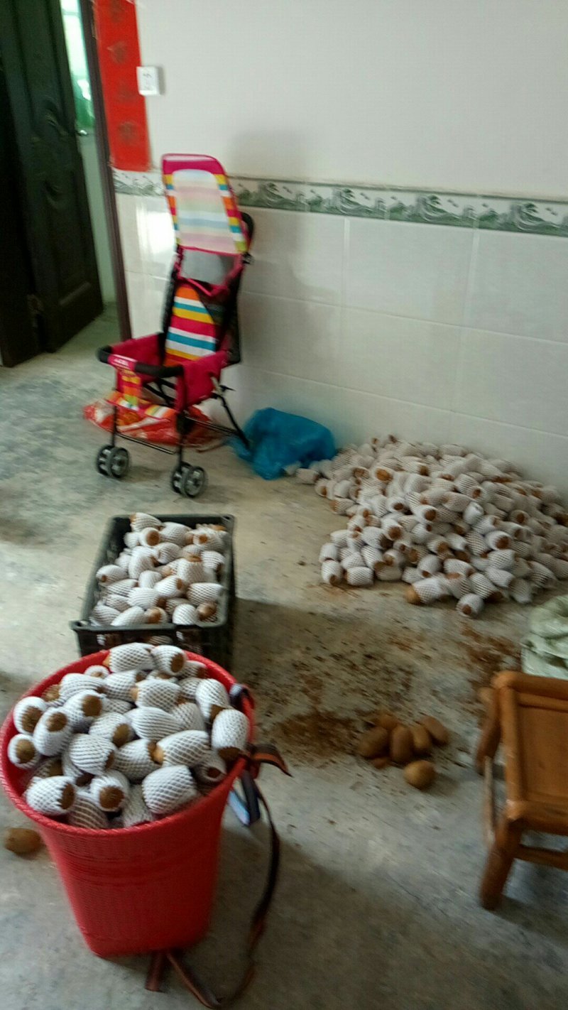 猕猴桃