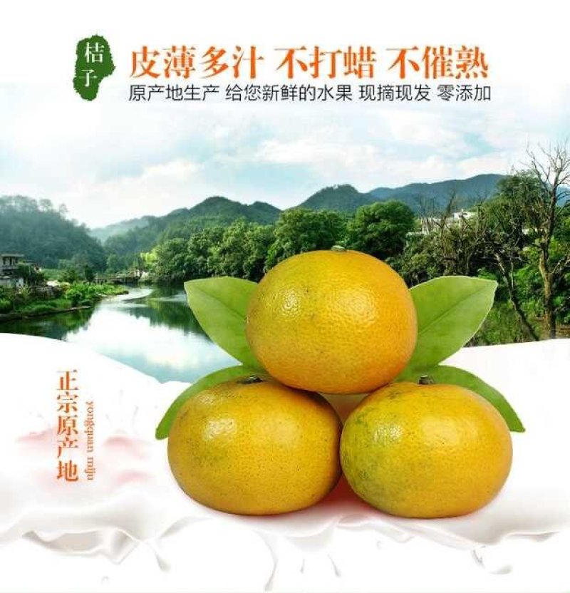 《精品推荐国庆蜜橘》现场采摘欢迎订购