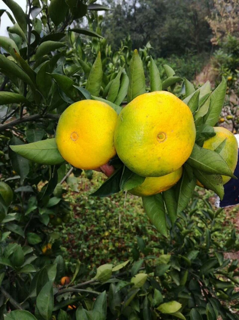 《精品推荐国庆蜜橘》现场采摘欢迎订购