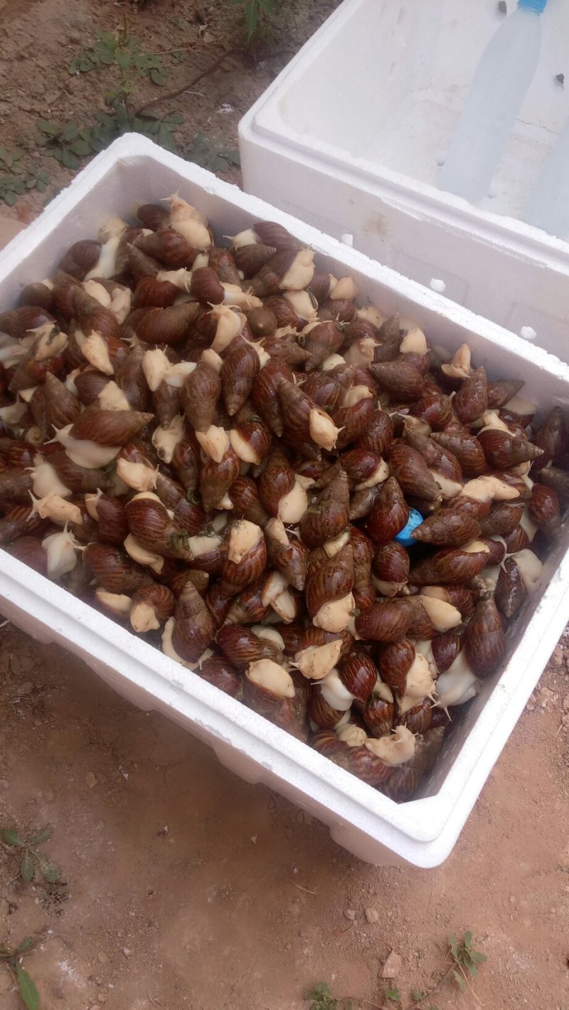 白玉蜗牛