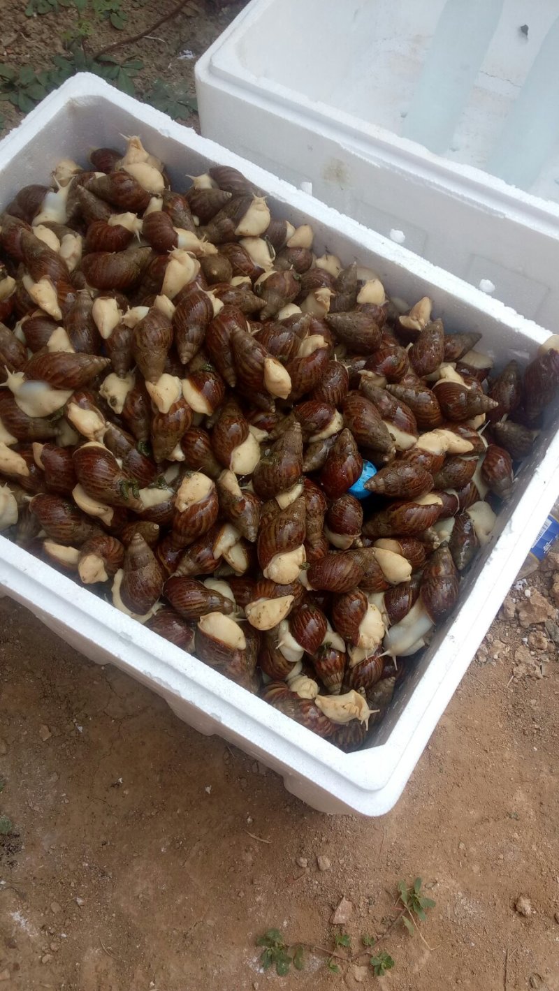 白玉蜗牛