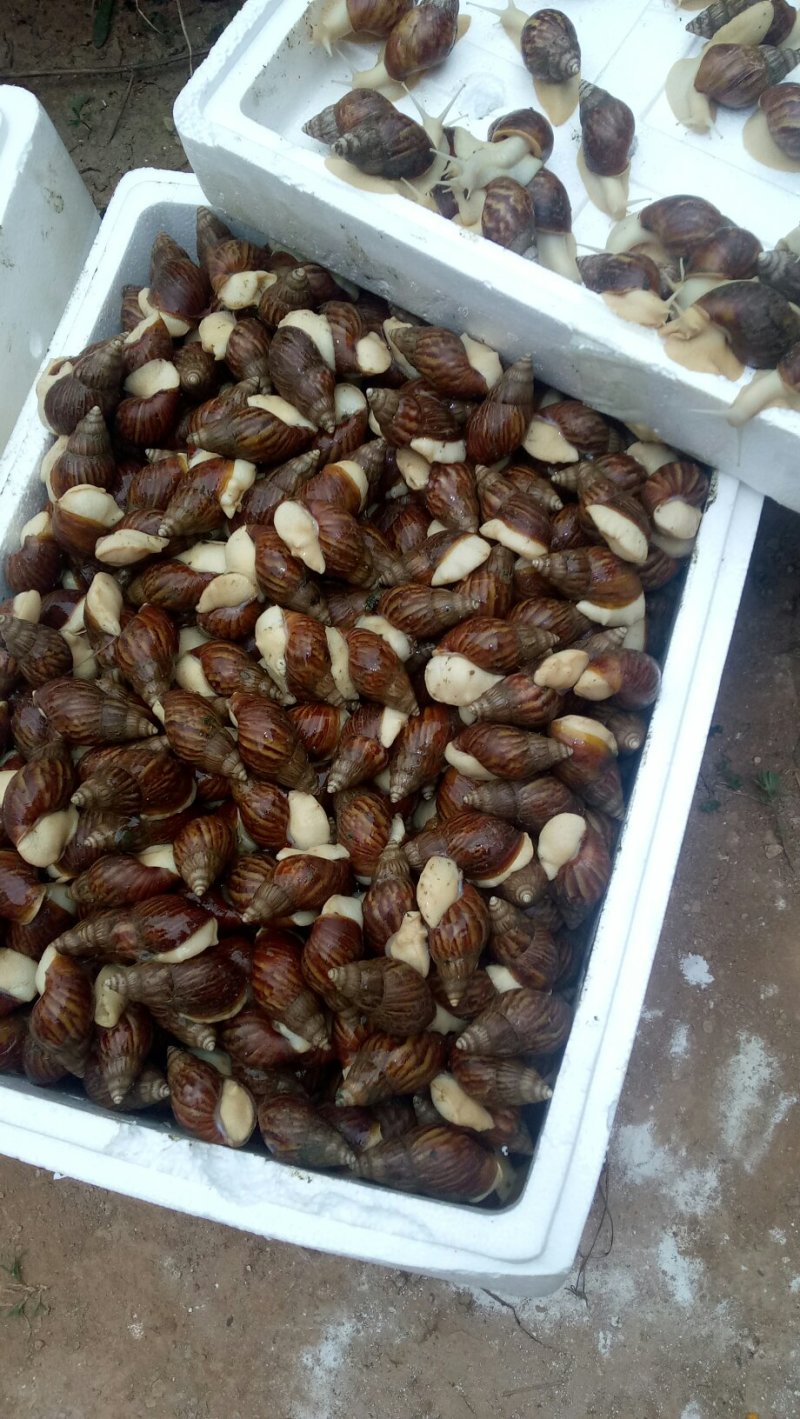 白玉蜗牛