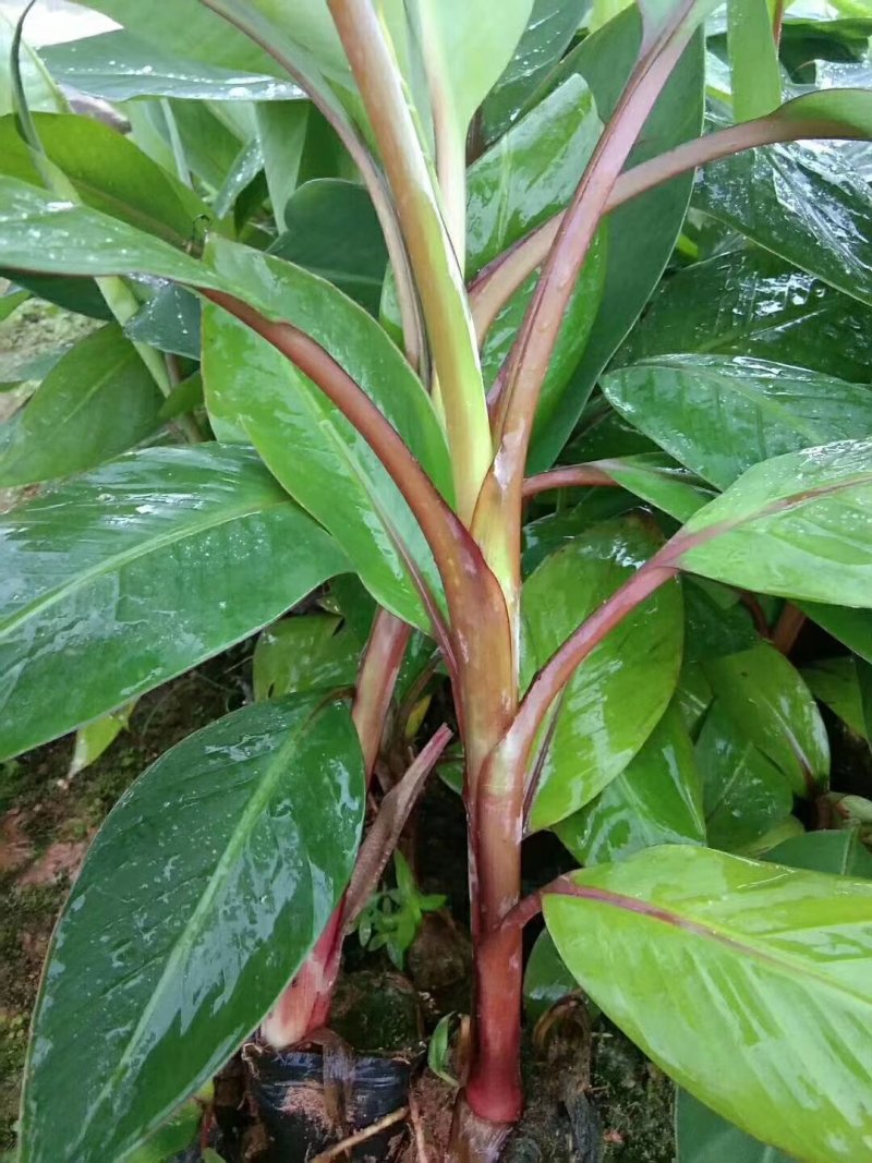 优质红色香蕉苗，桂蕉一，二号中蕉九号，威廉斯B6，粉蕉，
