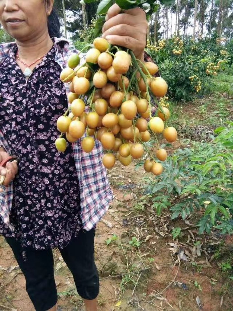 供应优质紫肉黄皮，香蜜黑皮黄皮果树苗，鸡心黄皮，无核黄皮