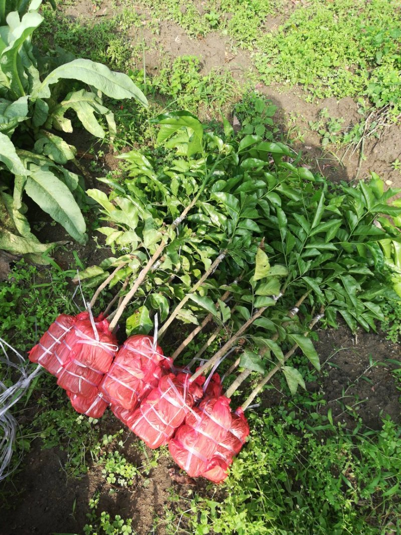 供应优质紫肉黄皮，香蜜黑皮黄皮果树苗，鸡心黄皮，无核黄皮