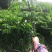 供应优质紫肉黄皮，香蜜黑皮黄皮果树苗，鸡心黄皮，无核黄皮