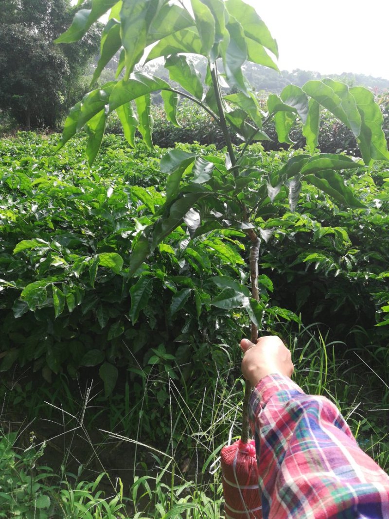 供应优质紫肉黄皮，香蜜黑皮黄皮果树苗，鸡心黄皮，无核黄皮