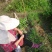 供应优质紫肉黄皮，香蜜黑皮黄皮果树苗，鸡心黄皮，无核黄皮