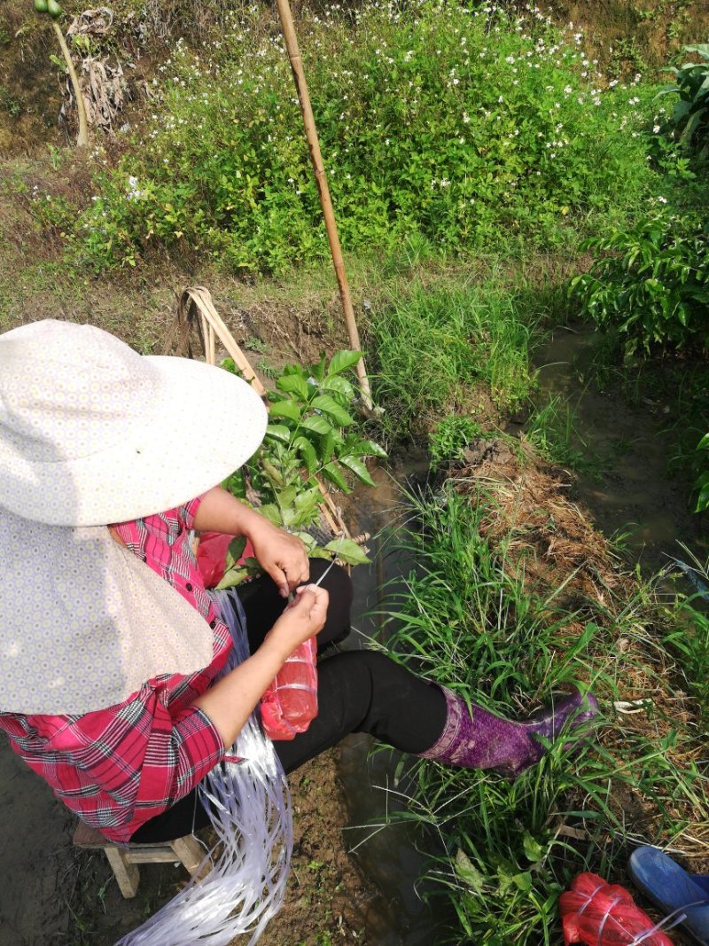 供应优质紫肉黄皮，香蜜黑皮黄皮果树苗，鸡心黄皮，无核黄皮