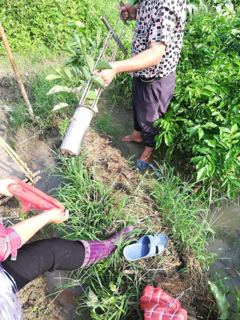 供应优质紫肉黄皮，香蜜黑皮黄皮果树苗，鸡心黄皮，无核黄皮