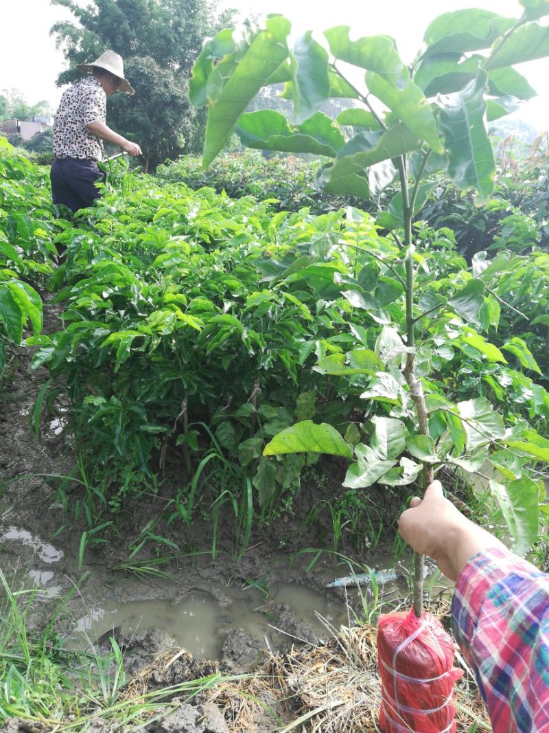 供应优质紫肉黄皮，香蜜黑皮黄皮果树苗，鸡心黄皮，无核黄皮