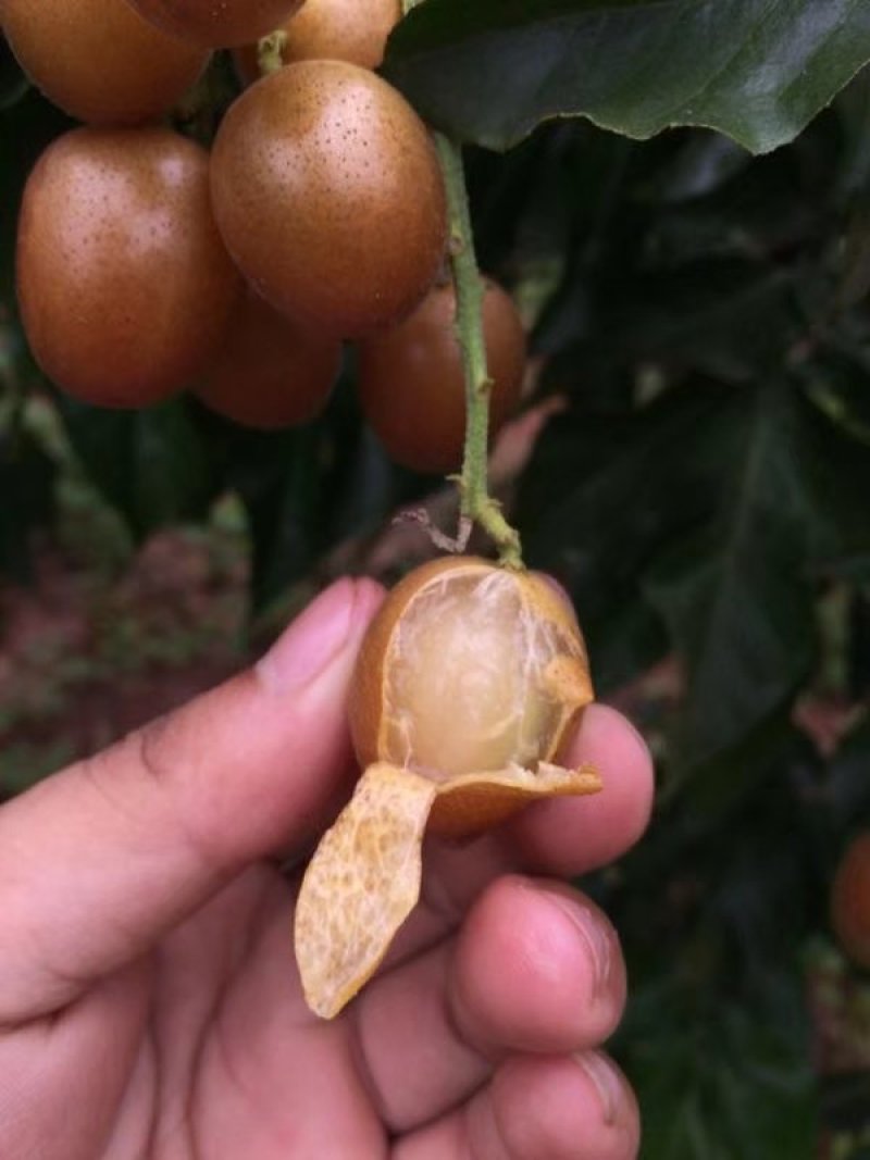 供应优质紫肉黄皮，香蜜黑皮黄皮果树苗，鸡心黄皮，无核黄皮