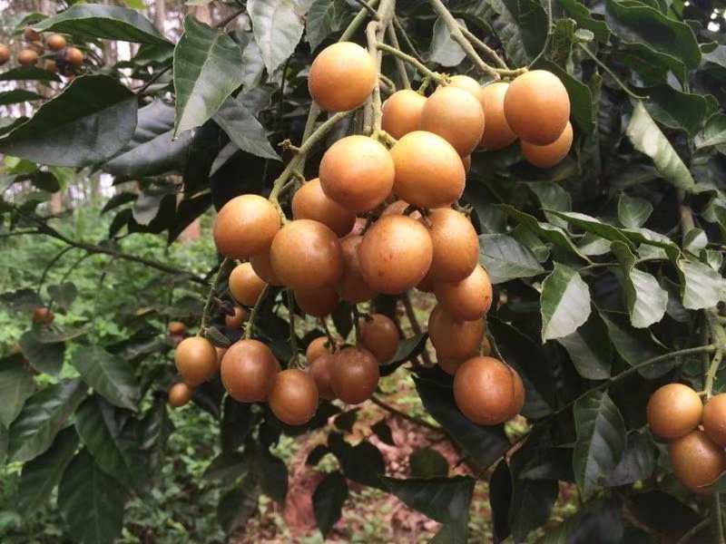 供应优质紫肉黄皮，香蜜黑皮黄皮果树苗，鸡心黄皮，无核黄皮