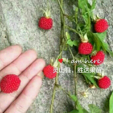 野草莓，一点红，种植当年结果