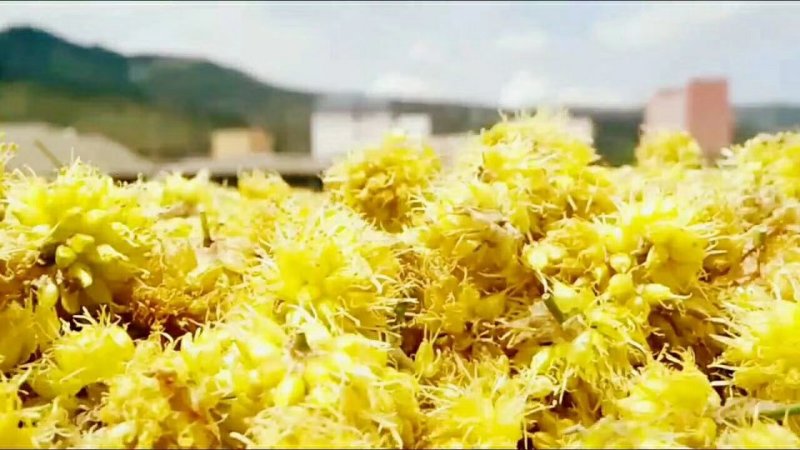 高原野葱花天然调料味