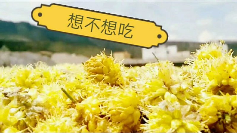 高原野葱花天然调料味