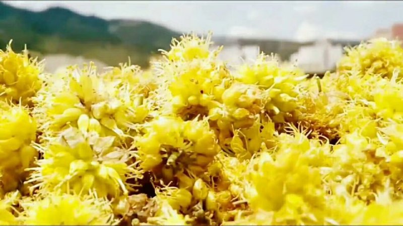 高原野葱花天然调料味