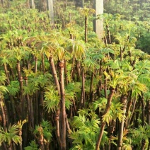 红油香椿苗0.5公分提供种植技术