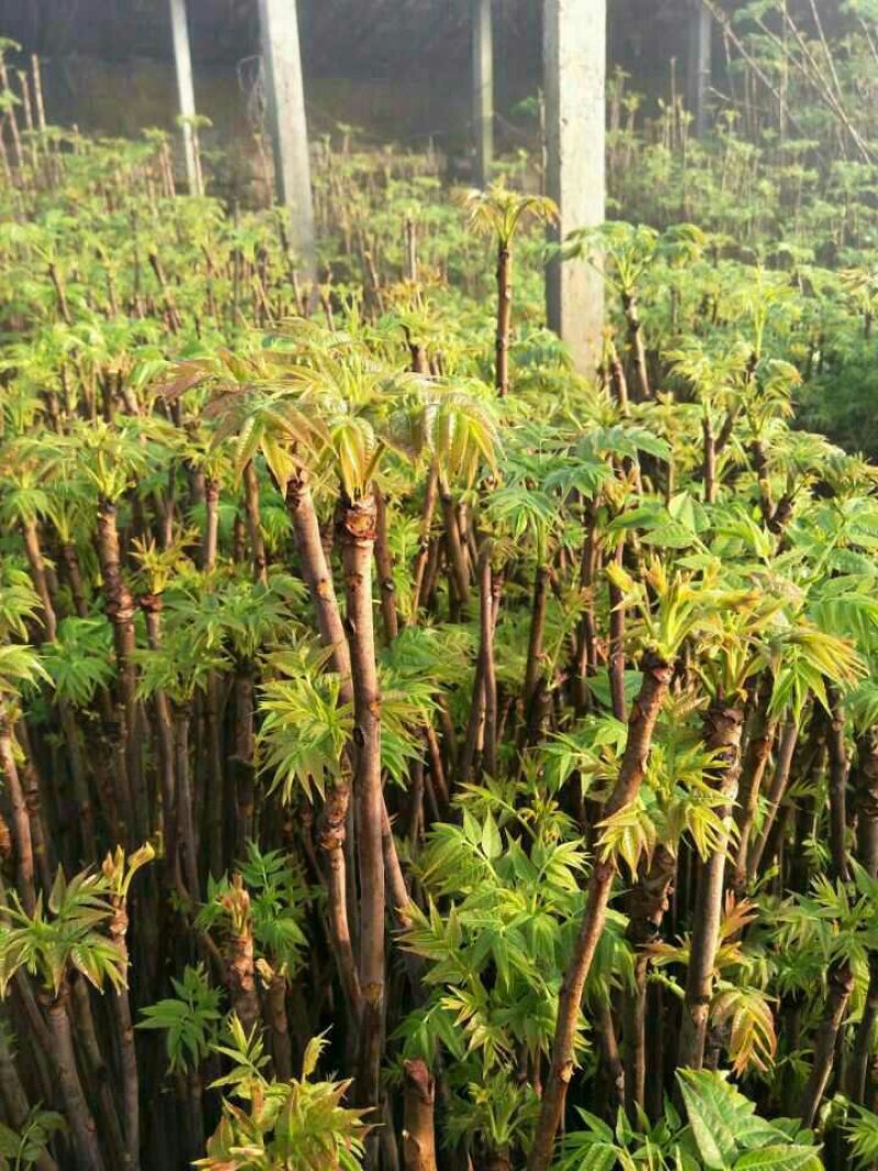 红油香椿苗0.5公分提供种植技术