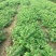 红油香椿苗0.5公分提供种植技术