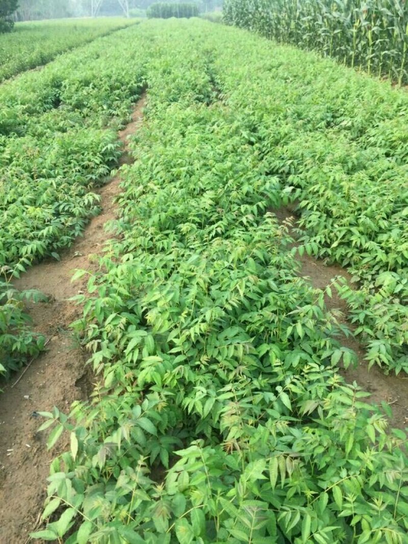 红油香椿苗0.5公分提供种植技术