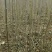 红油香椿苗0.5公分提供种植技术