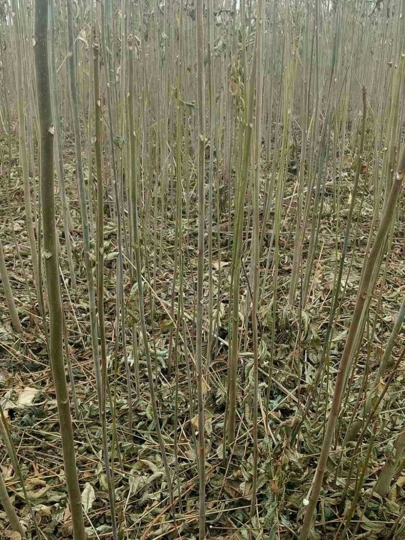 红油香椿苗0.5公分提供种植技术