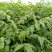 红油香椿苗0.5公分提供种植技术