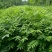 红油香椿苗0.5公分提供种植技术