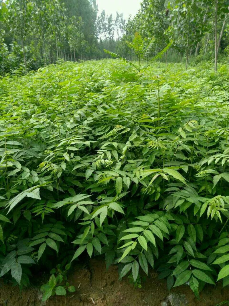 红油香椿苗0.5公分提供种植技术