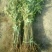 红油香椿苗0.5公分提供种植技术